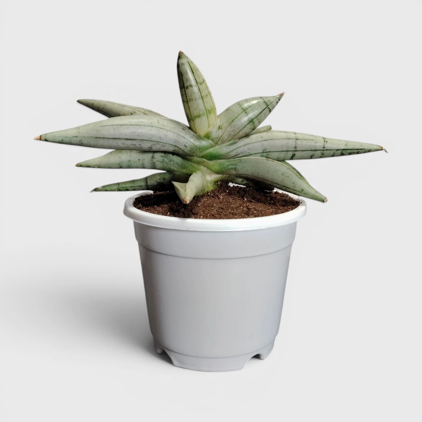 Sansevieria ‘Ice Man’ – Compact Air Purifying Snake Plant | Bare Rooted