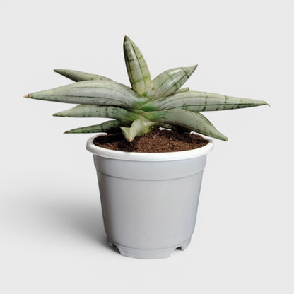 Sansevieria ‘Ice Man’ – Compact Air Purifying Snake Plant | Bare Rooted