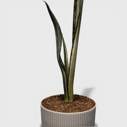 Rare Bantels Sensation Sansevieria plant