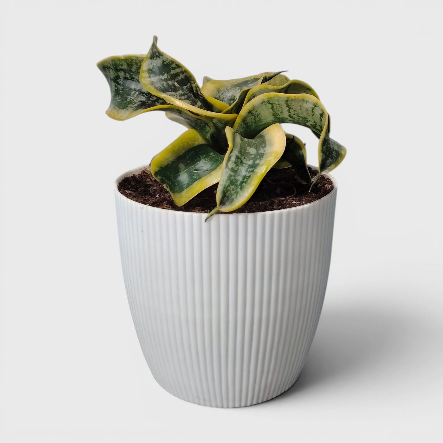 Sansevieria Twister (Tsunami Snake Plant) – Air Purifying Indoor Plant | Bare Rooted