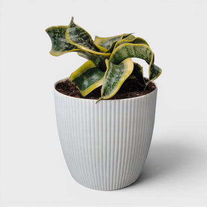 Sansevieria Twister (Tsunami Snake Plant) – Air Purifying Indoor Plant | Bare Rooted