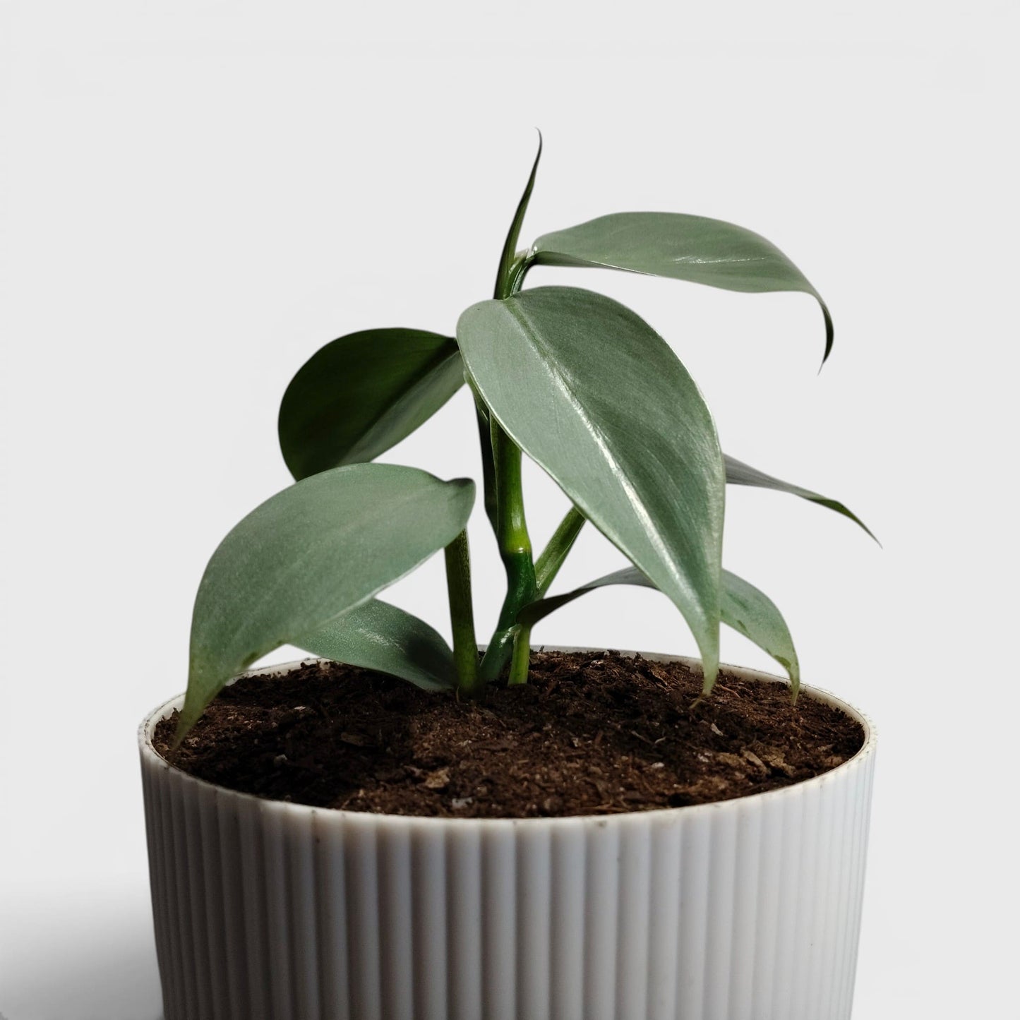 Philodendron Silver Sword – Rare Metallic Plant (15–20 cm)