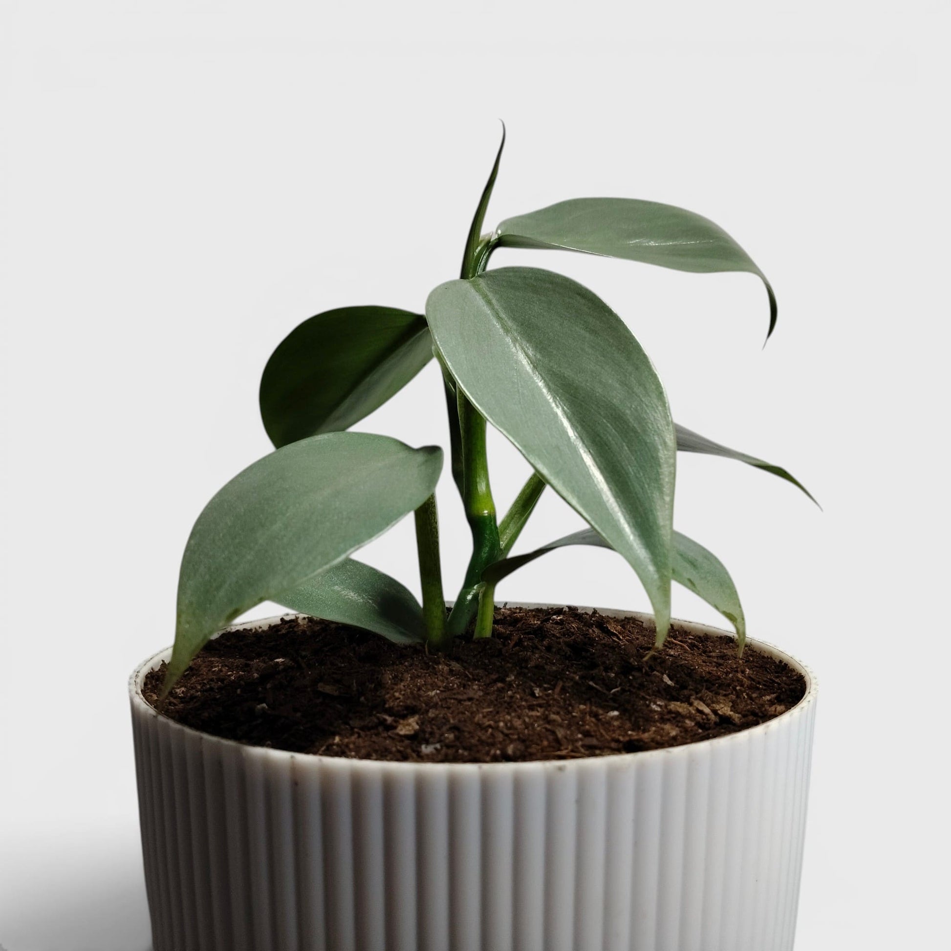 Philodendron Silver Sword – Rare Metallic Plant (15–20 cm)