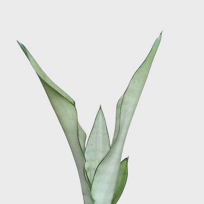Sansevieria Trifasciata Moonshine Silver Snake Plant | Well Rooted Mature Air Purifying Indoor Plant