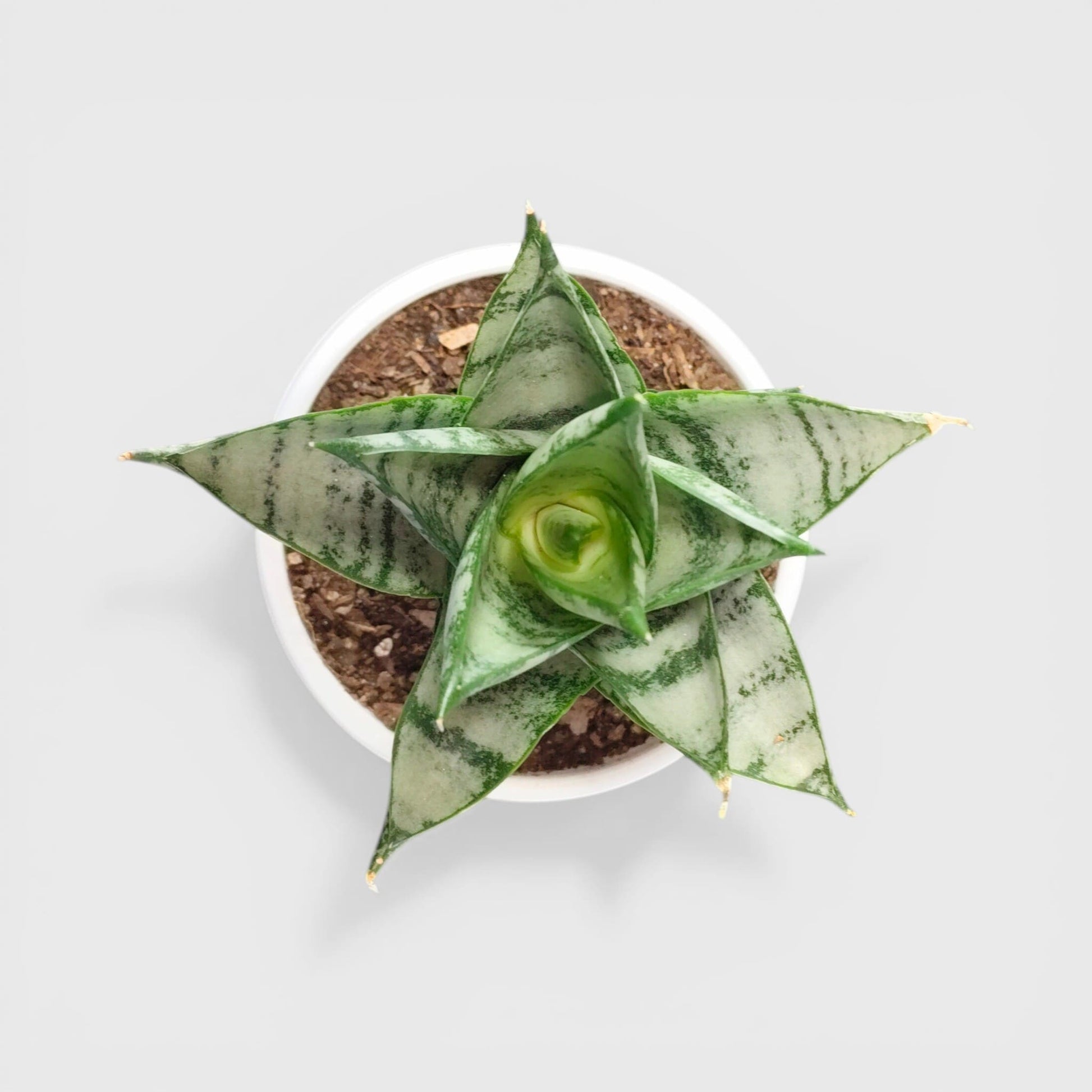 Rare tower form snake plant indoor