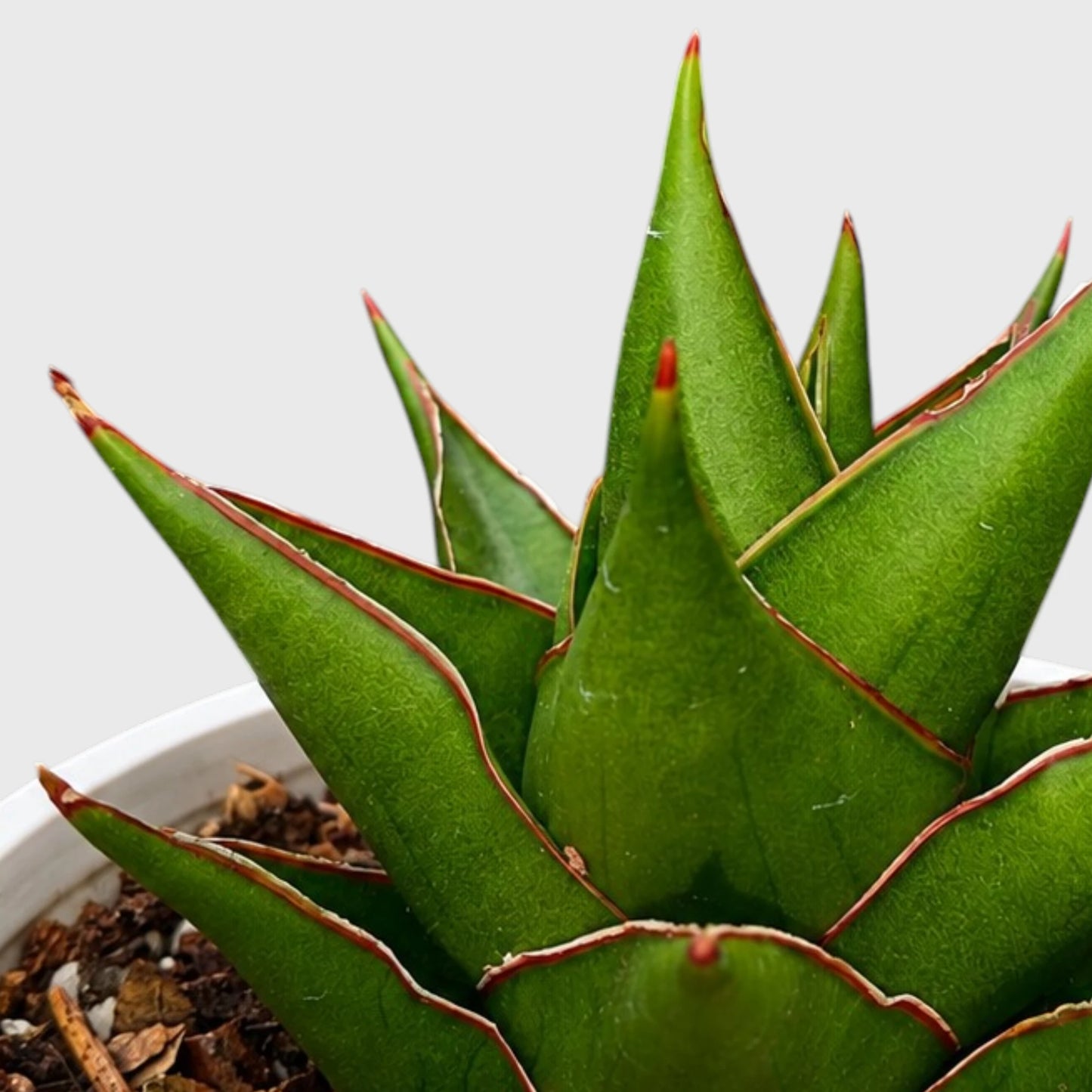 Rare Sansevieria Indonesian Tower Snake Plant | Well Rooted Mature Indoor Plant