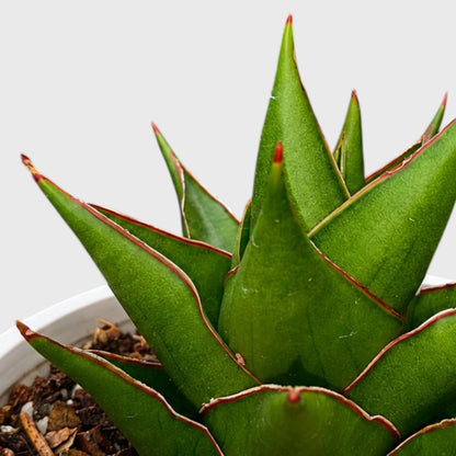 Rare Sansevieria Indonesian Tower Snake Plant | Well Rooted Mature Indoor Plant