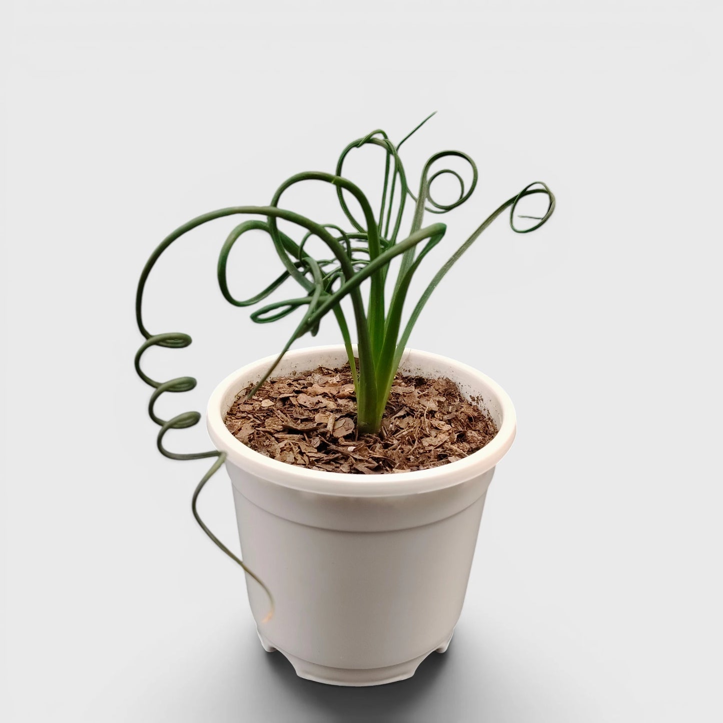 Albuca Spiralis Frizzle Sizzle-Exotic Rare Succulent Plant | Spiral Bulb Plant
