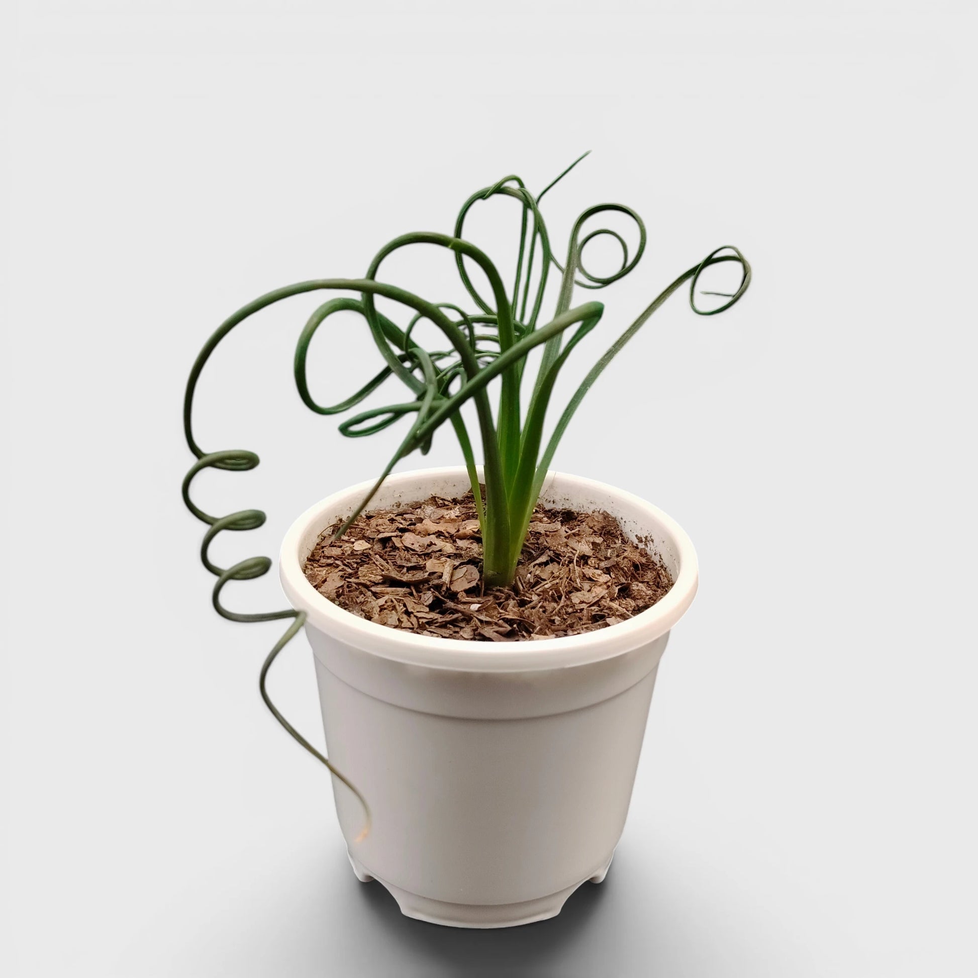 Albuca Spiralis Frizzle Sizzle-Exotic Rare Succulent Plant | Spiral Bulb Plant
