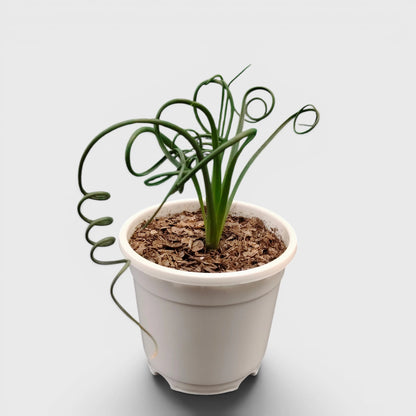 Albuca Spiralis Frizzle Sizzle-Exotic Rare Succulent Plant | Spiral Bulb Plant