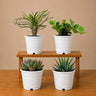 Rare Succulent Combo Pack of 4 | Premium Live Succulent Collection