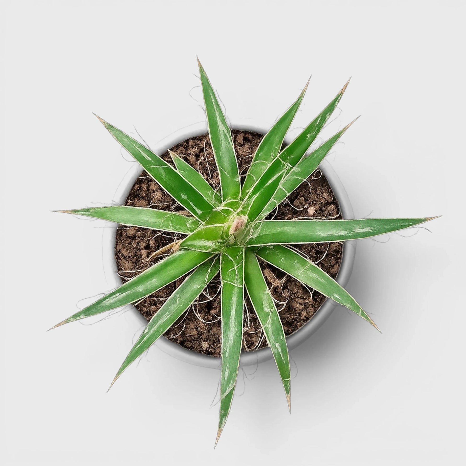 Thread Agave (Agave filifera) | Rare Big Well Rooted Mature Architectural Succulent