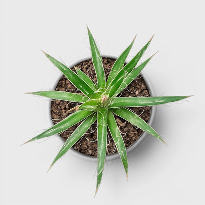 Thread Agave (Agave filifera) | Rare Big Well Rooted Mature Architectural Succulent