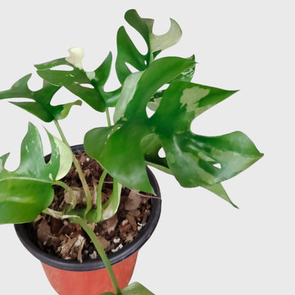 Mini Monstera Rhaphidophora Variegated | Rare Collector Aroid Foliage Plant (25–38 CM) | With Pot