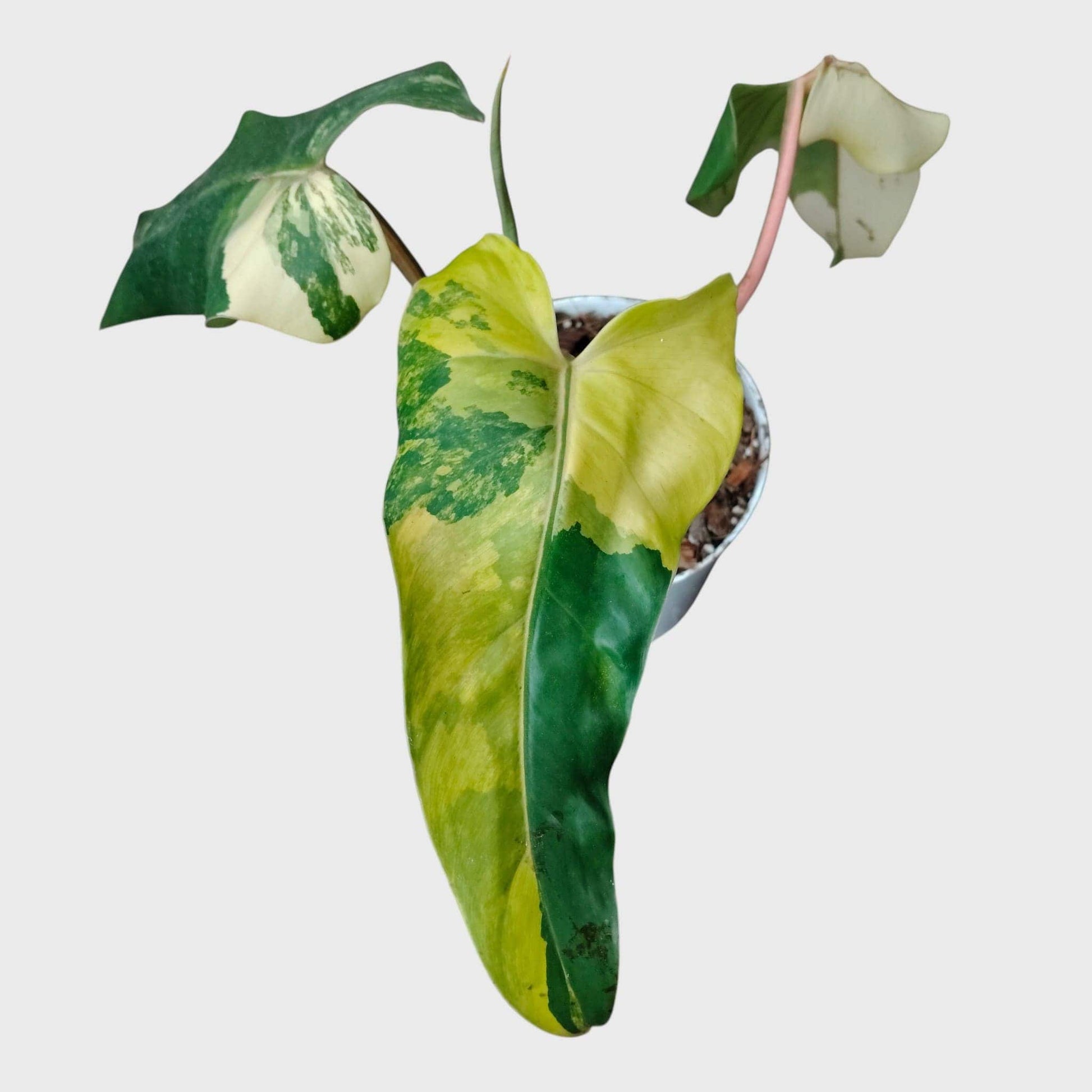 Philodendron Burle Marx Aurea Variegated | Rare Yellow Variegated Philodendron (25–30 CM) | With Pot