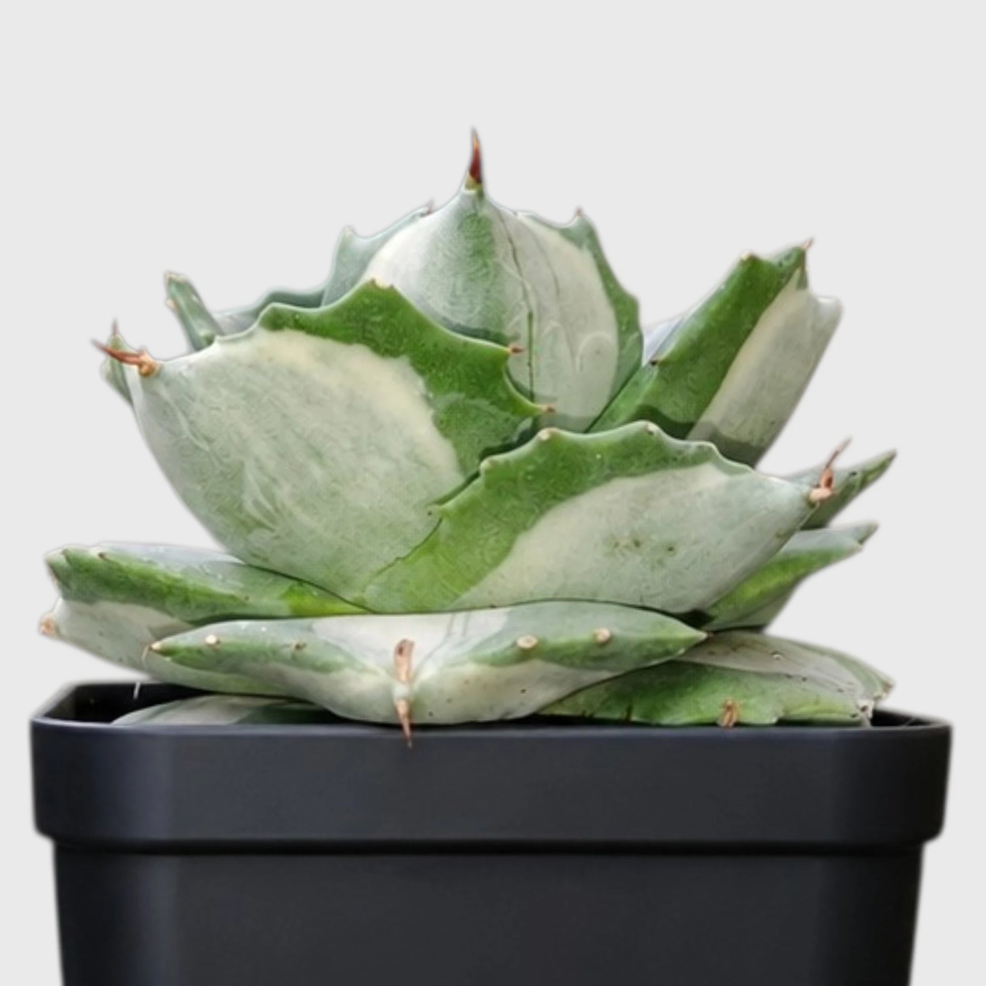Rare Agave Potatorum Albo Variegata | Well Rooted Mature Variegated Succulent