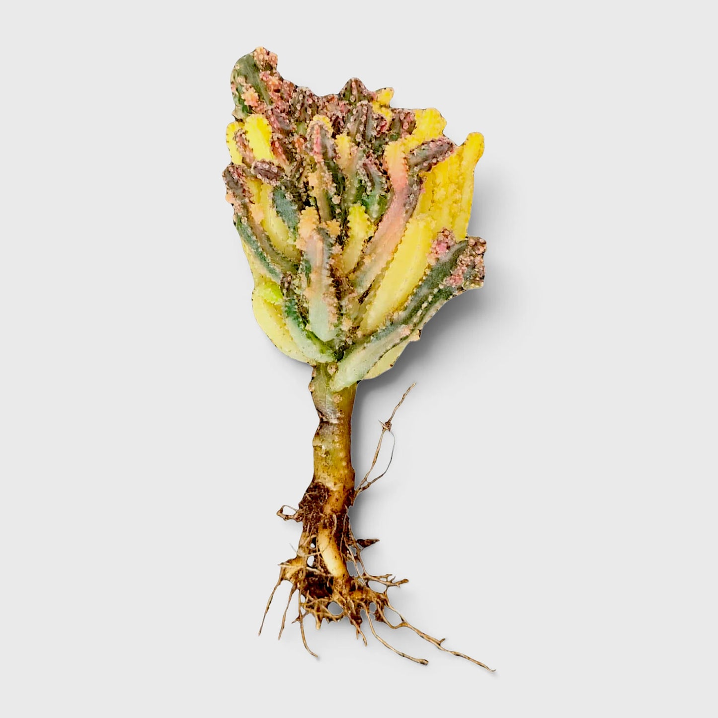 Fairy Castle Variegated Cactus | Rare Variegated Live Cactus
