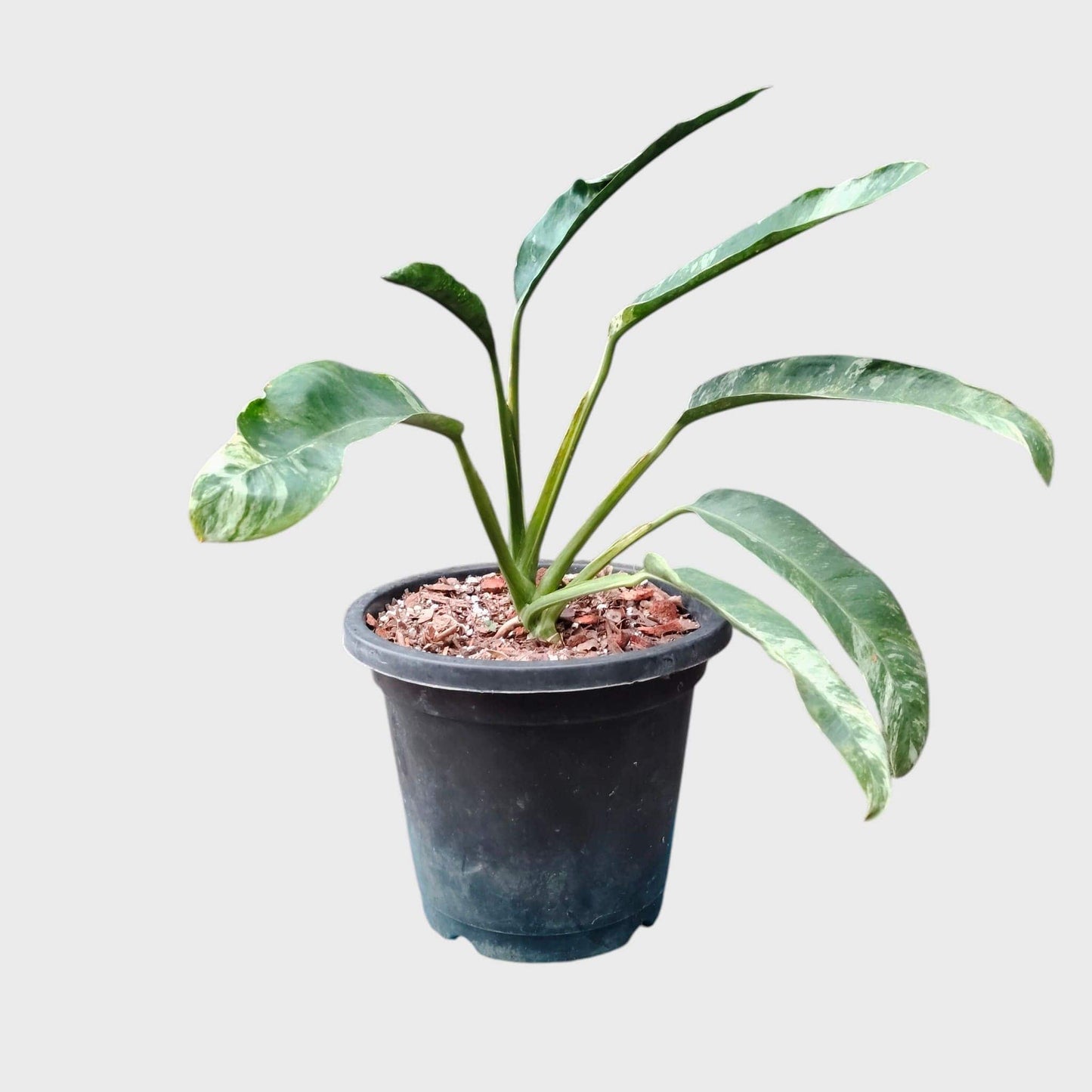 Epipremnum Giganteum Variegated | Rare Giant Variegated Aroid Plant (30–38 CM) | With Pot