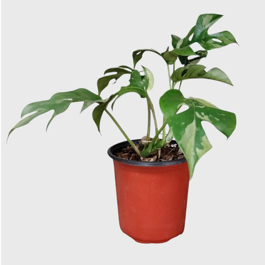 Mini Monstera Rhaphidophora Variegated | Rare Collector Aroid Foliage Plant (25–38 CM) | With Pot
