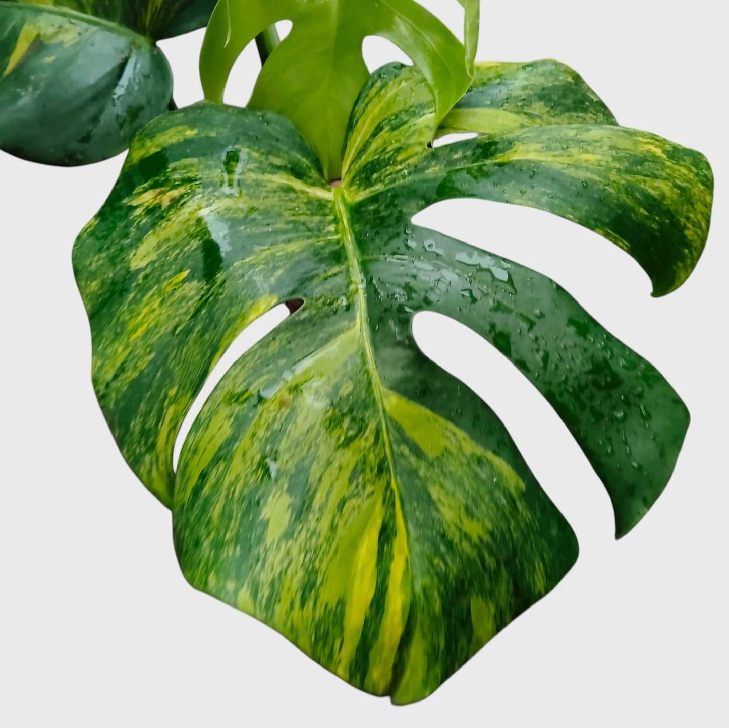 Rare Monstera Aurea Variegated | Premium Variegated Monstera Live Plant