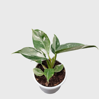 Philodendron White Princess Splash – Rare Variegated Aroid Foliage Indoor Plant