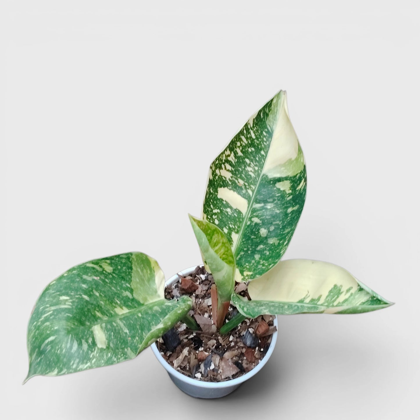 Rare Philodendron Green Congo Aurea Variegated – Golden Variegated Self-Heading Collector Aroid