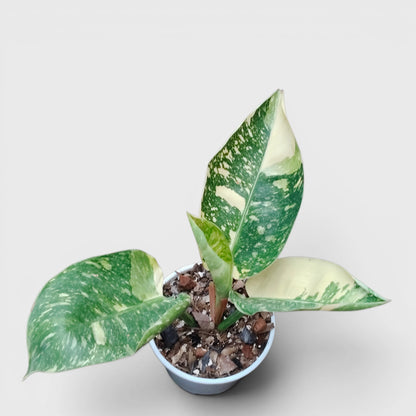 Rare Philodendron Green Congo Aurea Variegated – Golden Variegated Self-Heading Collector Aroid
