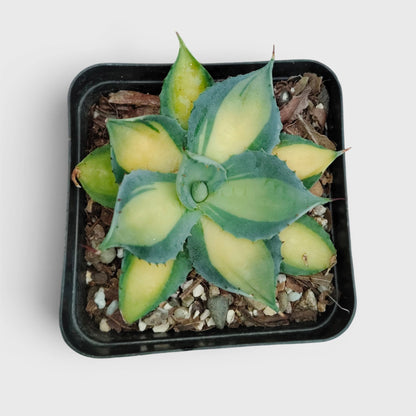 Rare Agave Rum Runner Isthmensis Variegated | Collector Succulent Plant