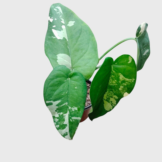 Syngonium Chiapense Variegated – Rare Aroid Foliage Indoor Plant | With Pot