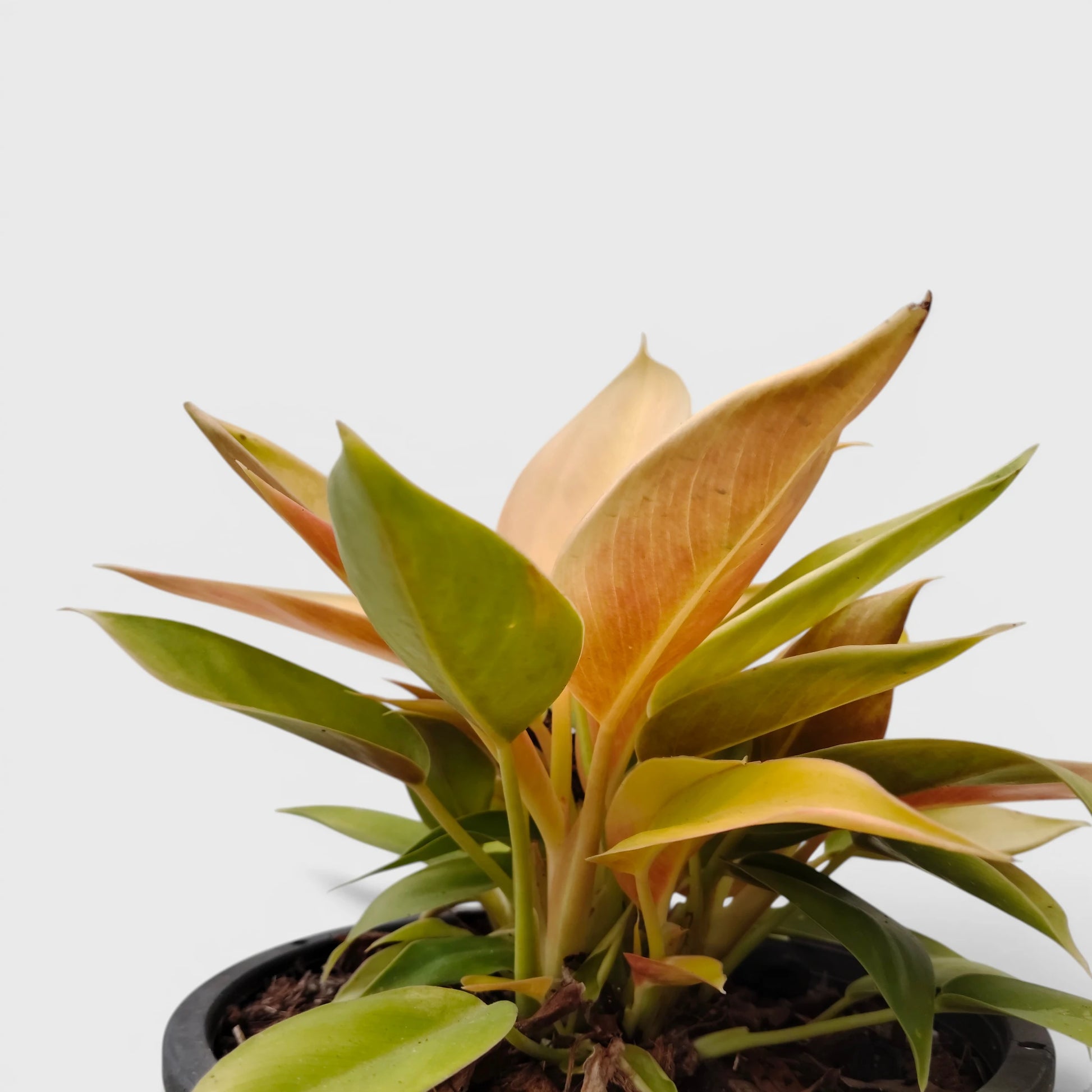 Rare Philodendron Yellow Congo 10–12 Inch Plant