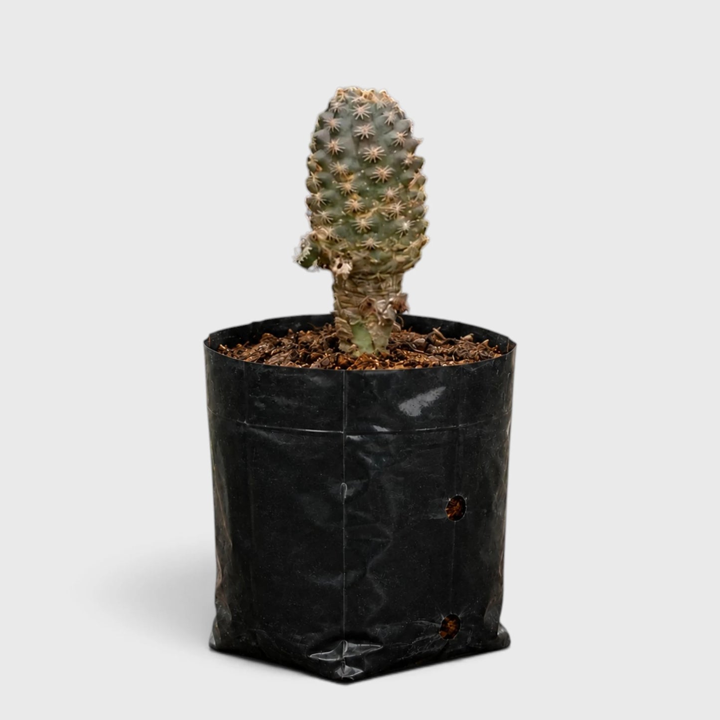 Rebutia gracilispina in Black Grower's Bag