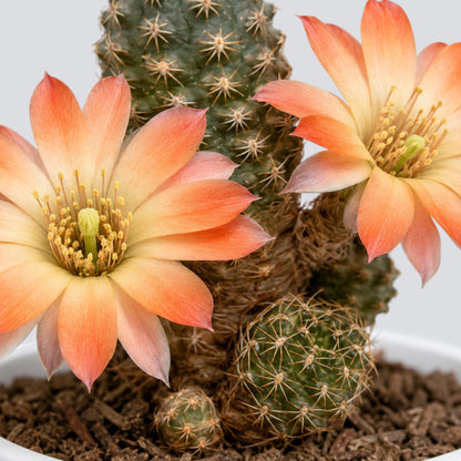 Rebutia gracilispina Rare Flowering Cactus