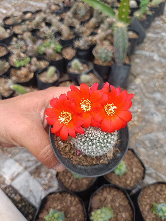 Rebutia Krainziana (Crown Cactus) – Colorful Blooming Cactus for Home, Office & Garden - My Store