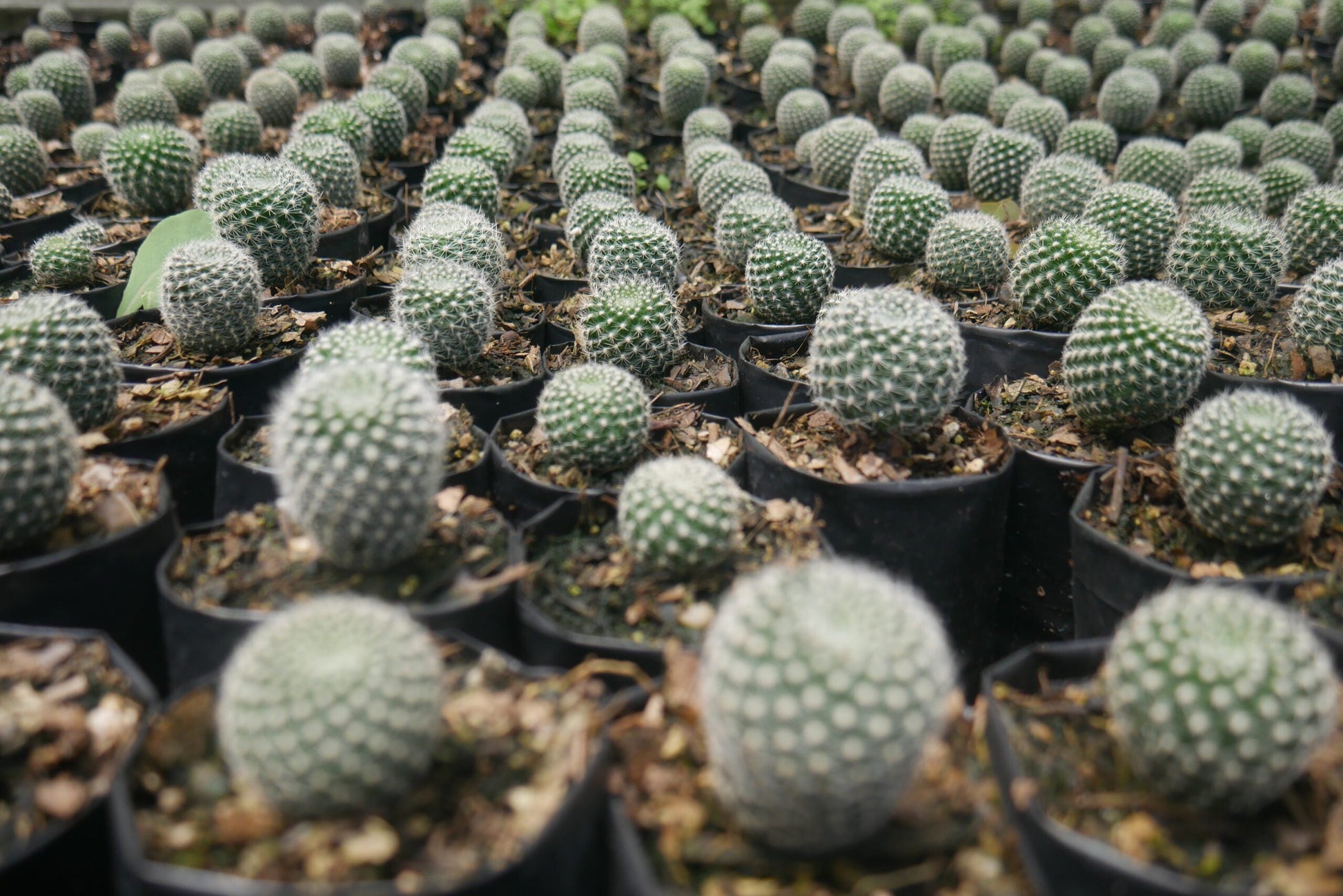 Rebutia Krainziana (Crown Cactus) – Colorful Blooming Cactus for Home, Office & Garden - My Store