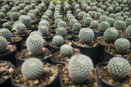 Rebutia Krainziana (Crown Cactus) – Colorful Blooming Cactus for Home, Office & Garden - My Store