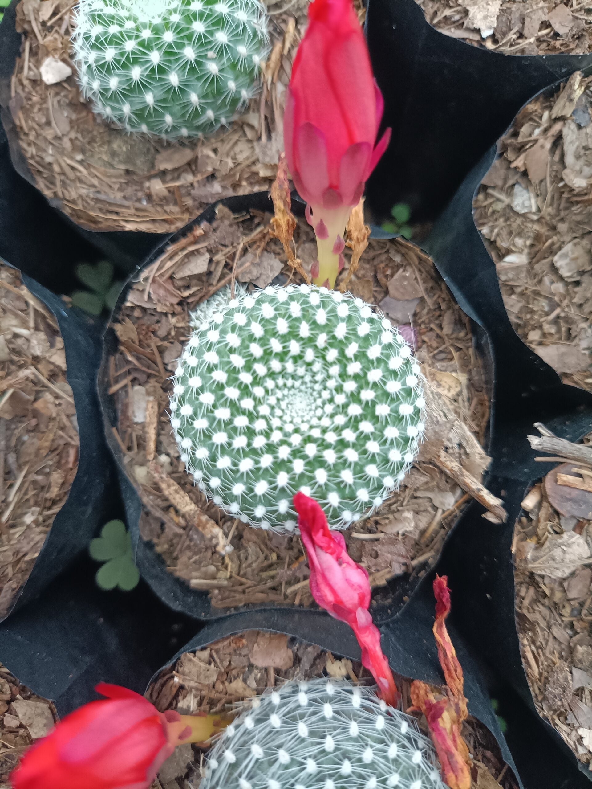 Rebutia Krainziana (Crown Cactus) – Colorful Blooming Cactus for Home, Office & Garden - My Store