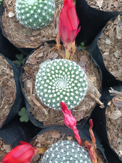 Rebutia Krainziana (Crown Cactus) – Colorful Blooming Cactus for Home, Office & Garden - My Store