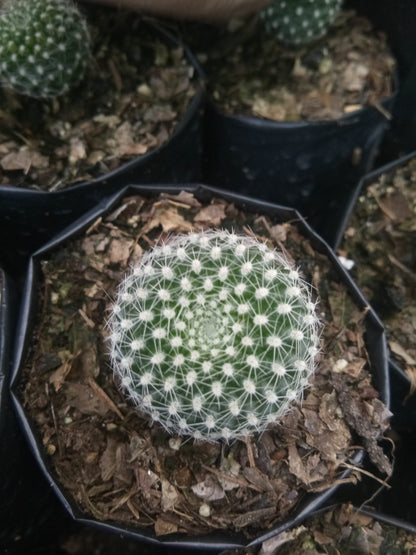 Rebutia Krainziana (Crown Cactus) – Colorful Blooming Cactus for Home, Office & Garden - My Store