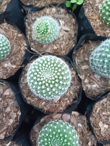 Rebutia Krainziana (Crown Cactus) – Colorful Blooming Cactus for Home, Office & Garden - My Store