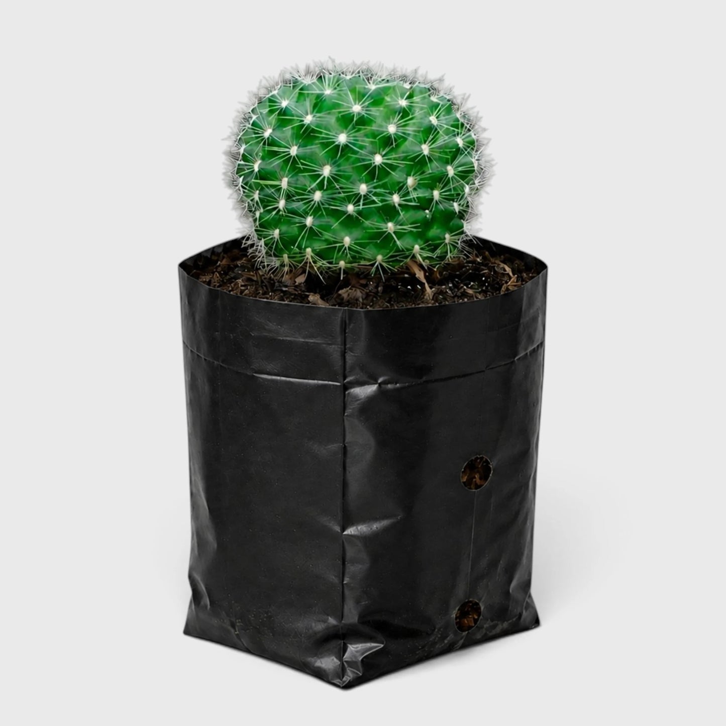 Rebutia Marsonerii – Flowering Cactus | Mature Well-Rooted Live Plant