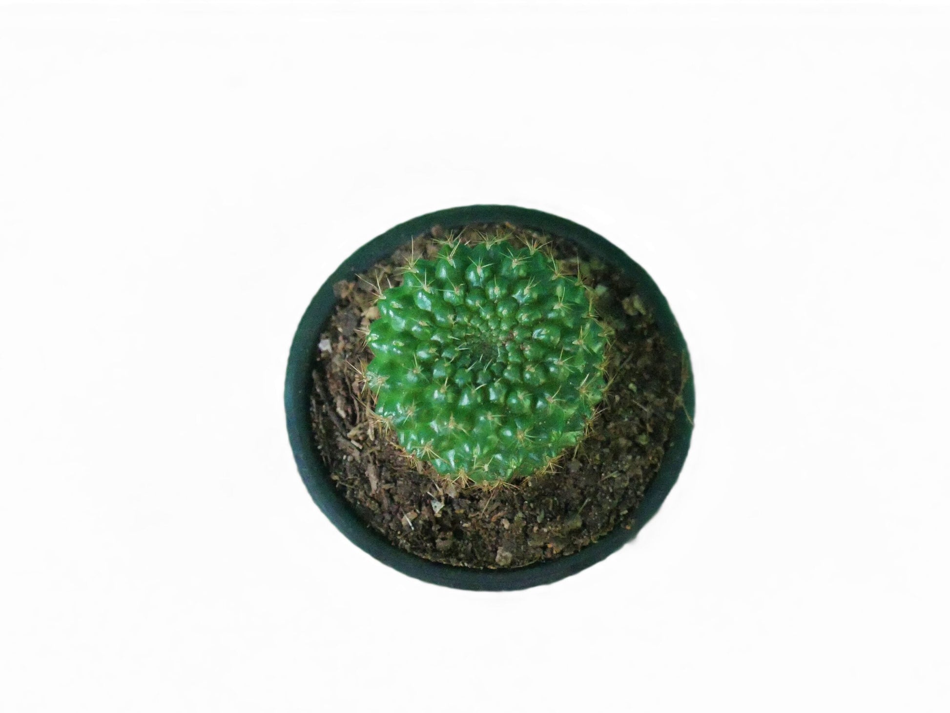 Rebutia Marsonerii Chronicles: Cactus Treasures - Available at Frek - My Store