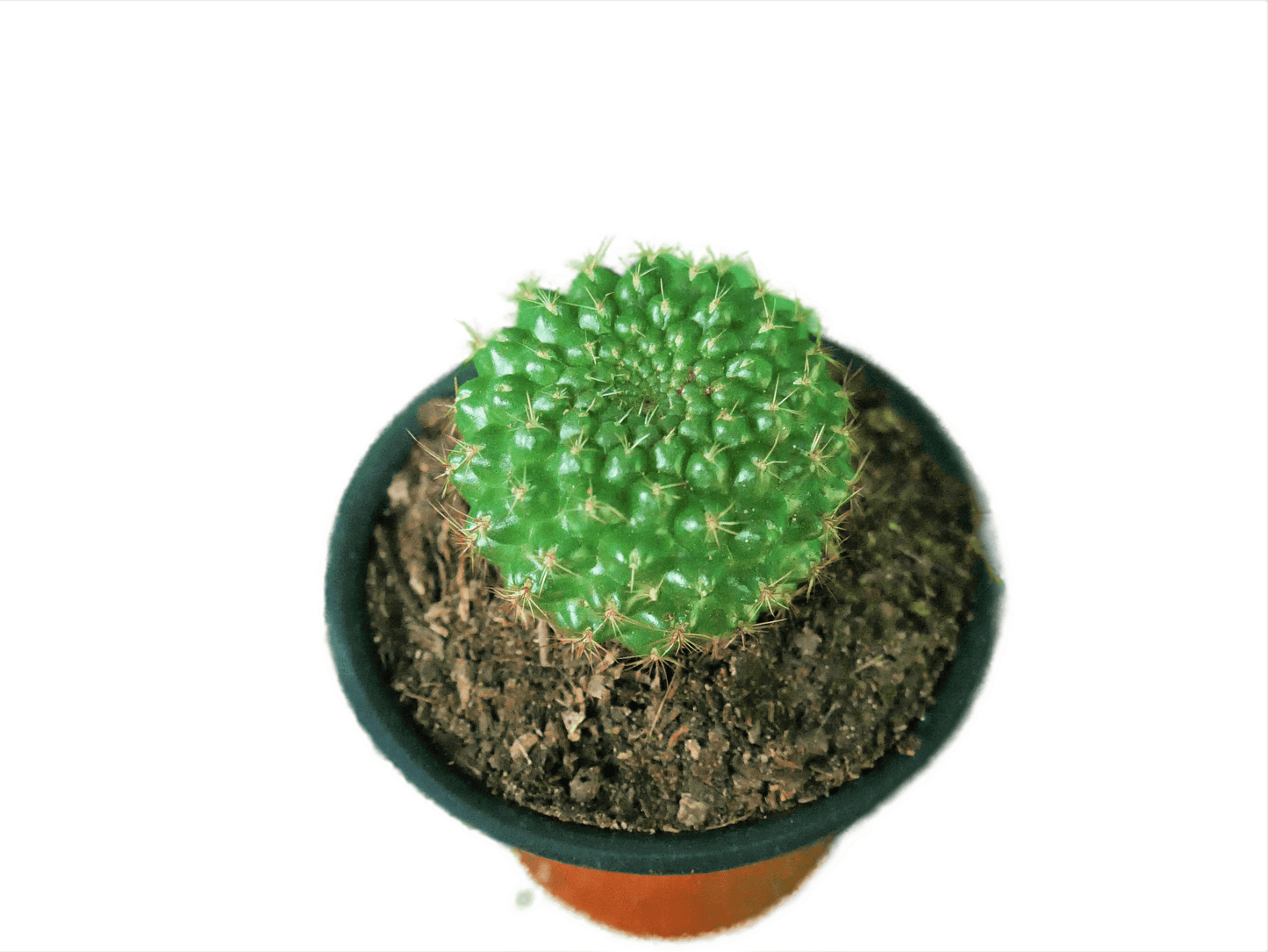 Rebutia Marsonerii Chronicles: Cactus Treasures - Available at Frek - My Store