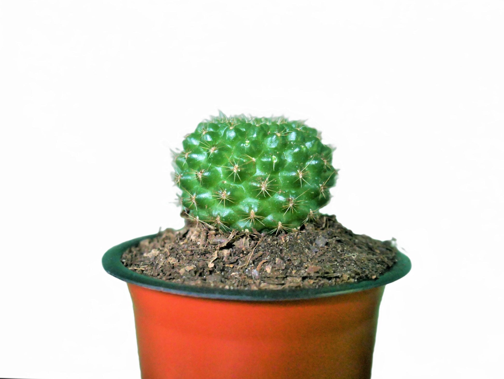Rebutia Marsonerii Chronicles: Cactus Treasures - Available at Frek - My Store
