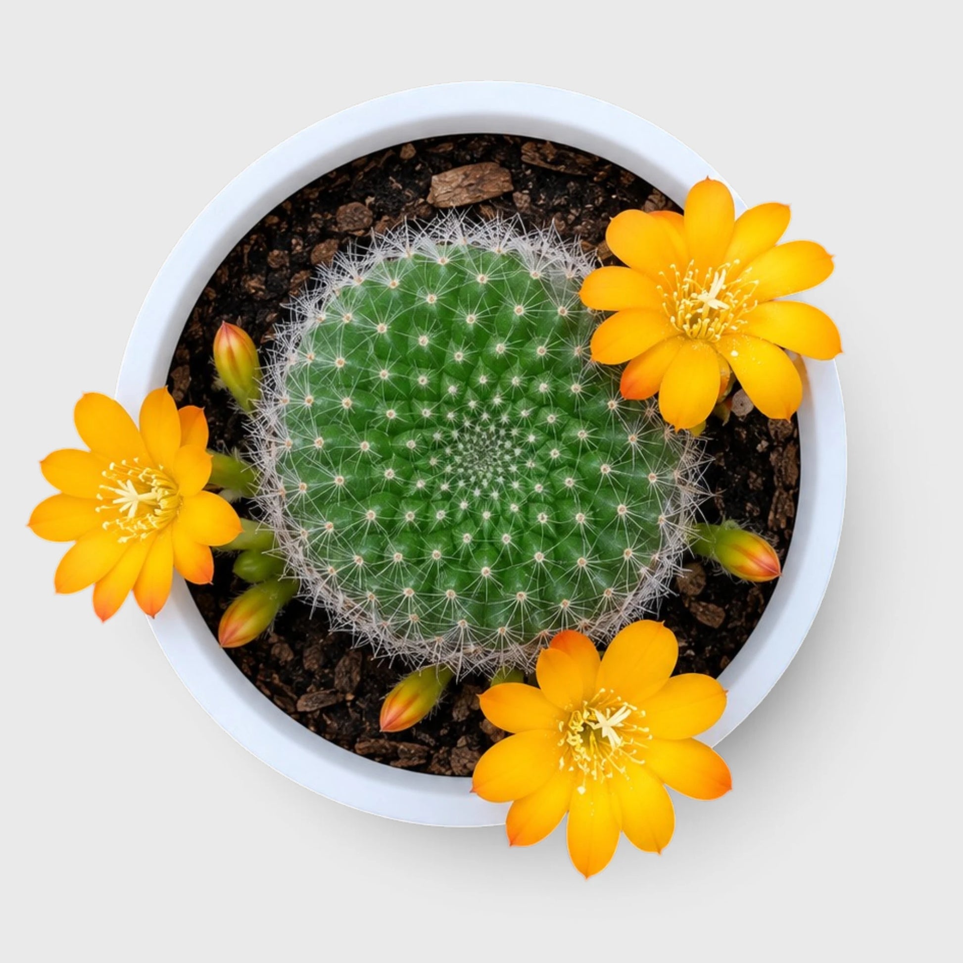 Rebutia Marsonerii – Flowering Cactus | Mature Well-Rooted Live Plant