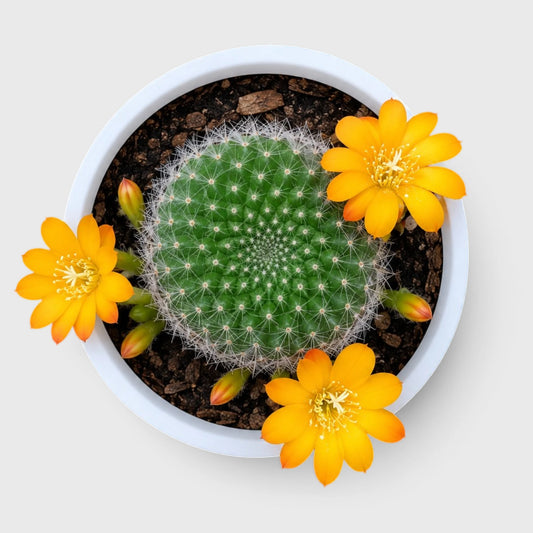 Flowering Rebutia Marsonerii Cactus