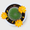 Rebutia Marsonerii – Flowering Cactus | Mature Well-Rooted Live Plant