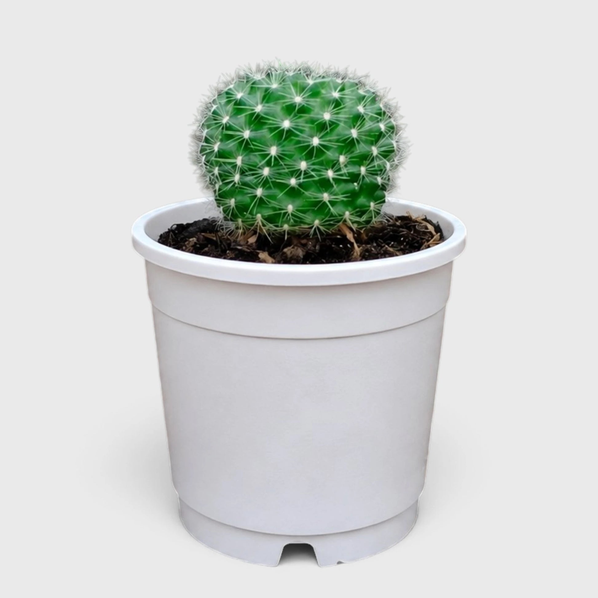 Rebutia Marsonerii – Flowering Cactus | Mature Well-Rooted Live Plant