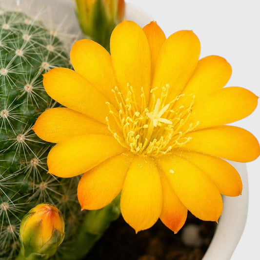 Rebutia Marsonerii With Orange Flowers