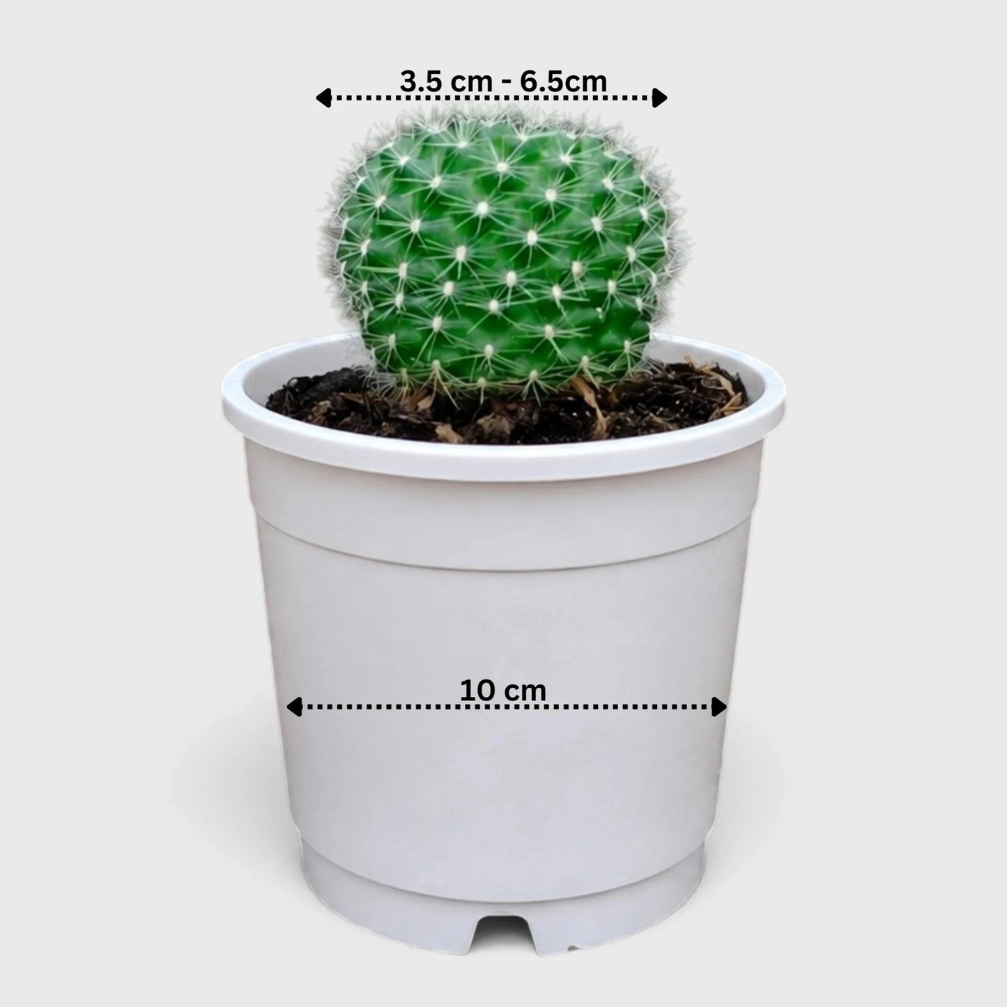 Rebutia Marsonerii – Flowering Cactus | Mature Well-Rooted Live Plant