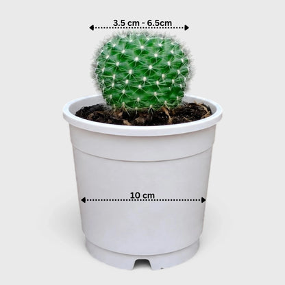 Rebutia Marsonerii – Flowering Cactus | Mature Well-Rooted Live Plant
